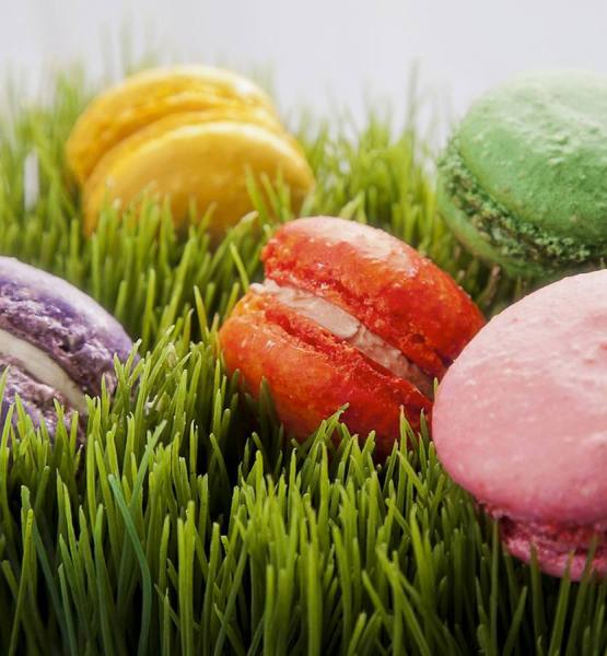 Photograph Robert Birnbach  Spring Macaroons on One Eyeland